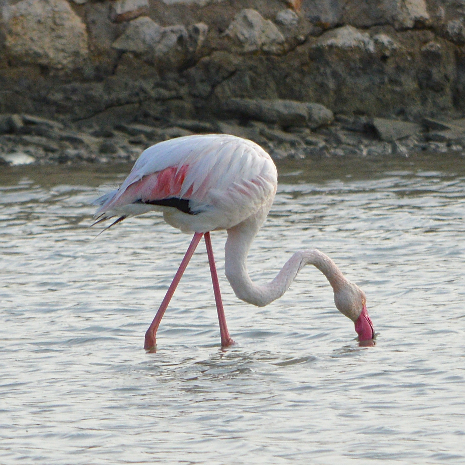 Pink flamingos at Parco Molentargius near Cagliari